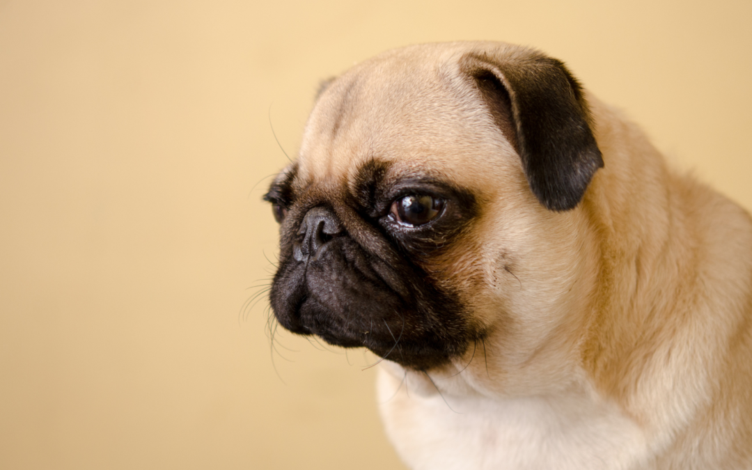 Vet Training Days: Become an approved Respiratory Functional Grading Assessor of brachycephalic dogs