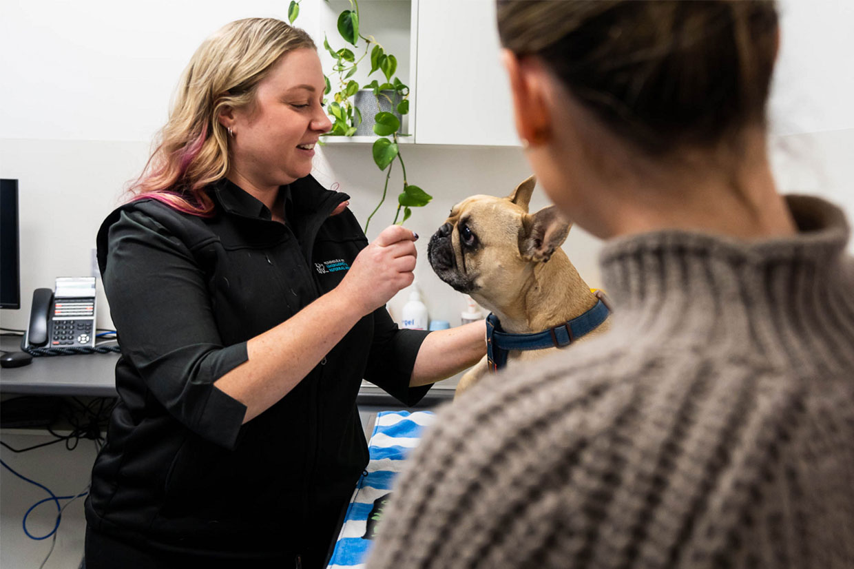 Specialist Brachycephalic Dog Service