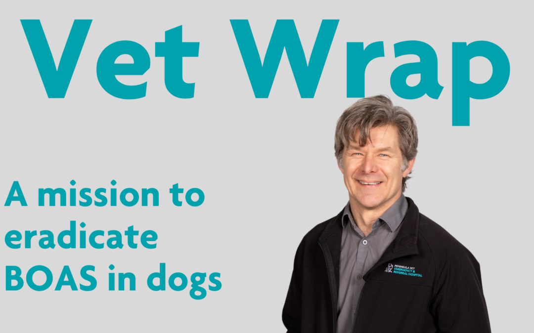 Vet Wrap Podcast, Ep 2: A mission to eradicate BOAS in dogs