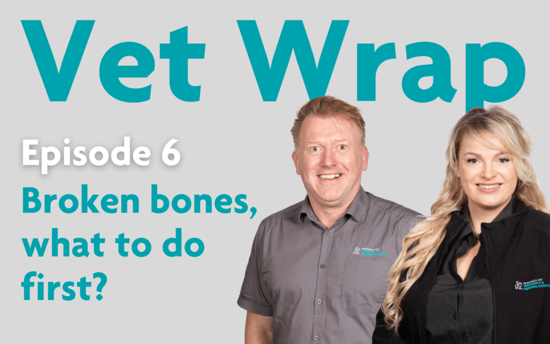 Vet Wrap Podcast, Ep 6: Broken bones, what to do first?