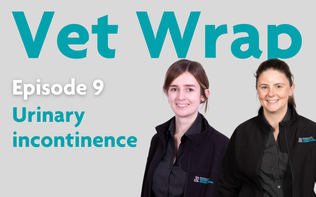 Vet Wrap Podcast, Ep 9: Urinary incontinence