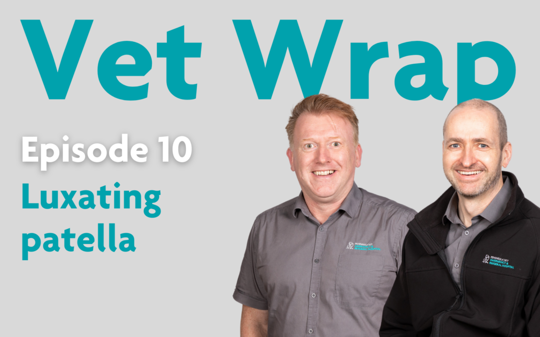 Vet Wrap Podcast, Ep 10: Luxating patella