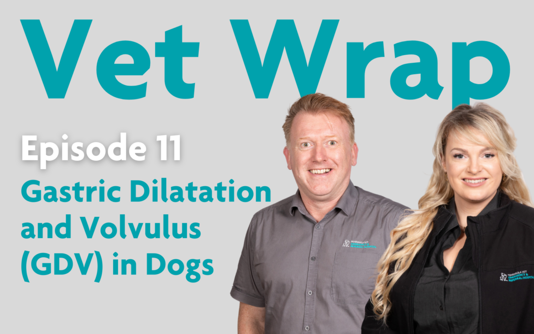 Vet Wrap Podcast, Ep 11: Gastric Dilatation and Volvulus (GDV) in Dogs